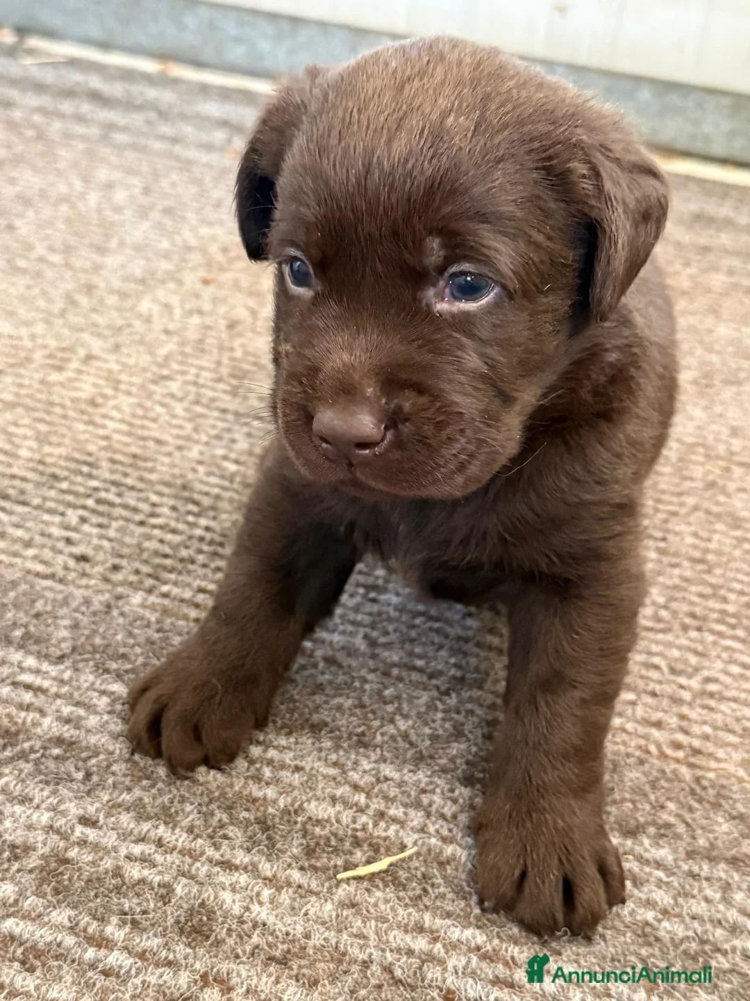 Labrador cani in vendita: Cucciole Labrador chocolate  - Annuncio 2