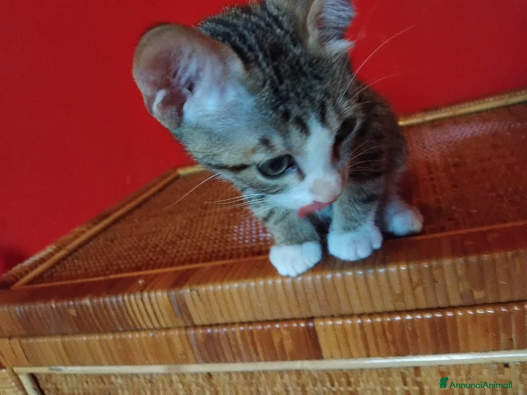 Meticcio gatti in regalo: Gattini di due mesi in regalo - Annuncio 2