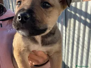 Pitbull cani MUFFIN CERCA CASA - Annuncio 16