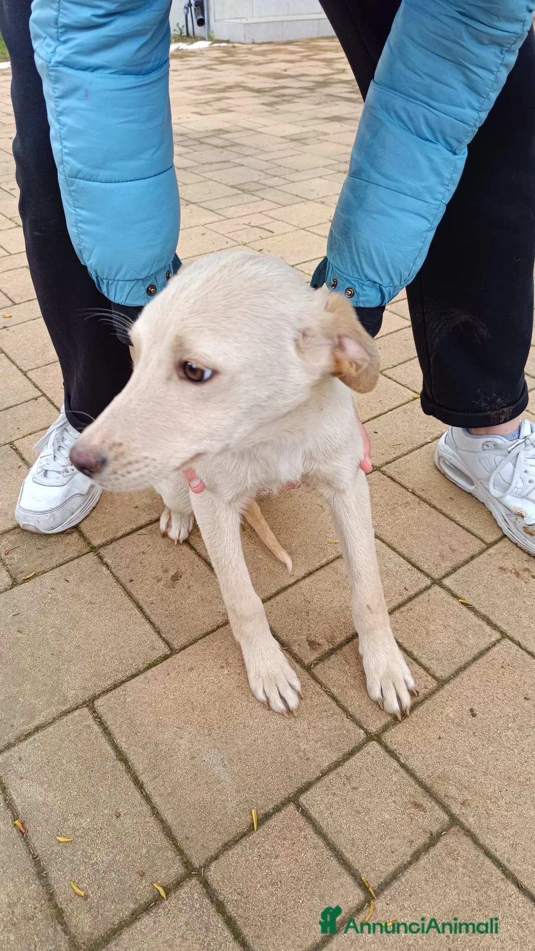 Meticcio cani in regalo: Cucciolo meticcio a Provincia di Lecce - Annuncio 3