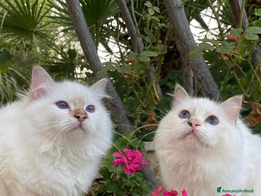 Sacro di Birmania gatti Sacri di Birmania Windchime - Annuncio 2