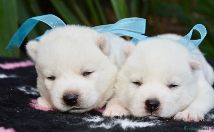 Husky cani - Annuncio 1