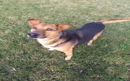 Meticcio cani in regalo: buonissimo Fortunato in regalo a Città metropolitana di Catania - Immagine 2