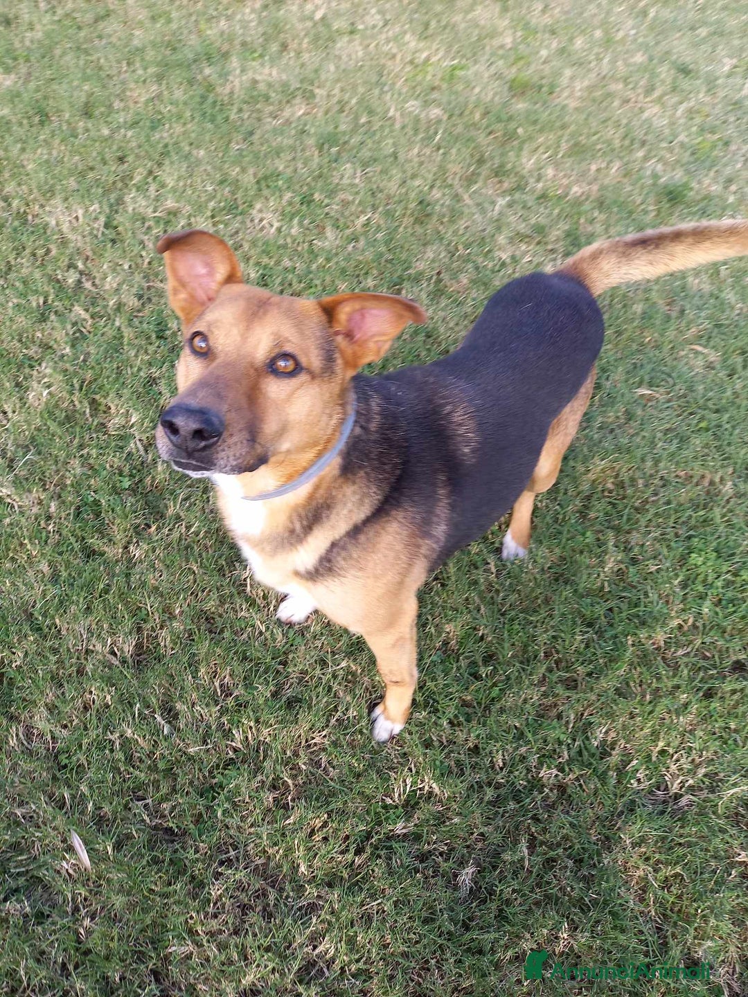 Meticcio cani in regalo: buonissimo Fortunato in regalo a Città metropolitana di Catania - Immagine 2