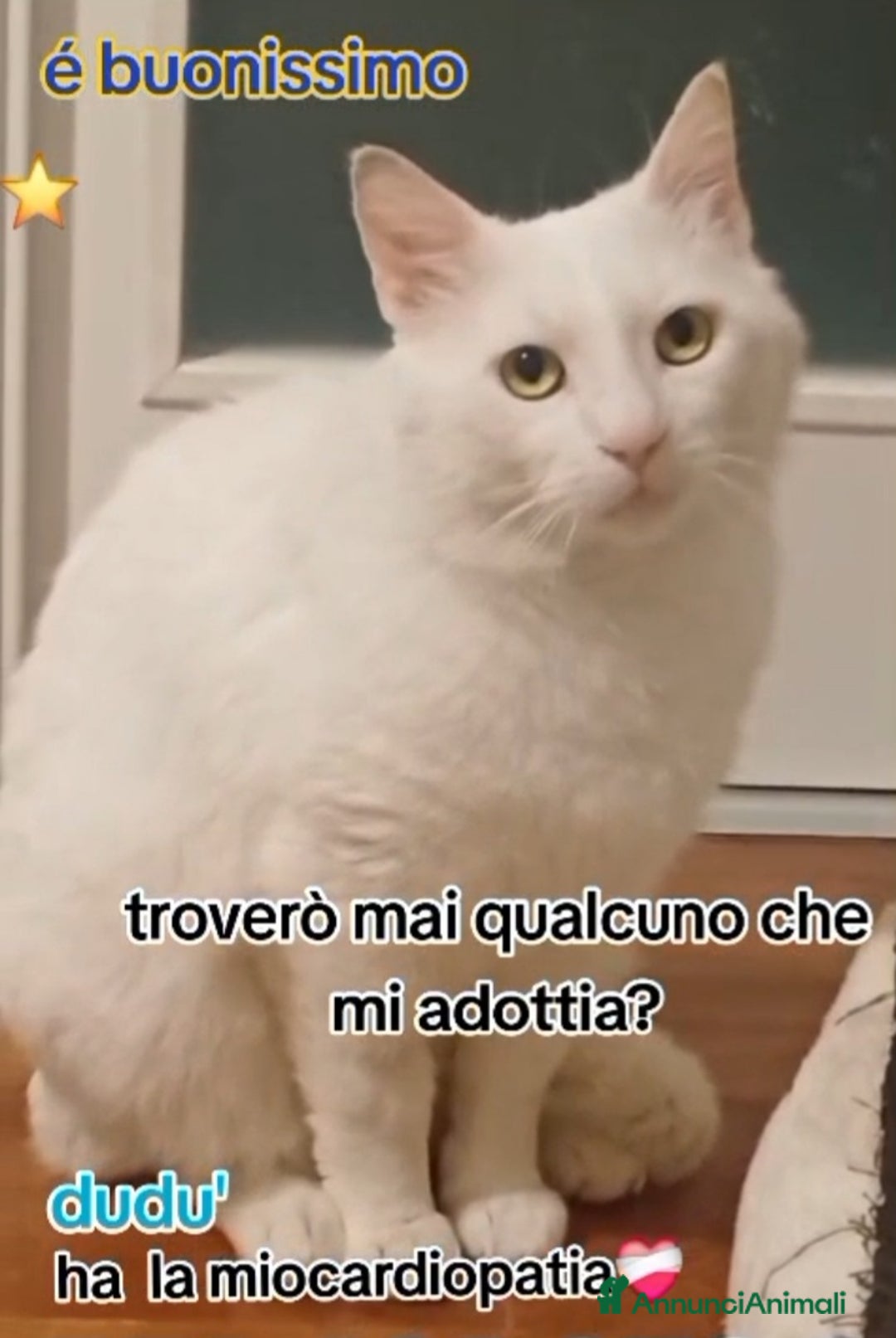 Europeo gatti in regalo: Dudu micio bianco 2anni ADOZIONE DEL CUORE.ROMA a Città metropolitana di Milano - Annuncio 3