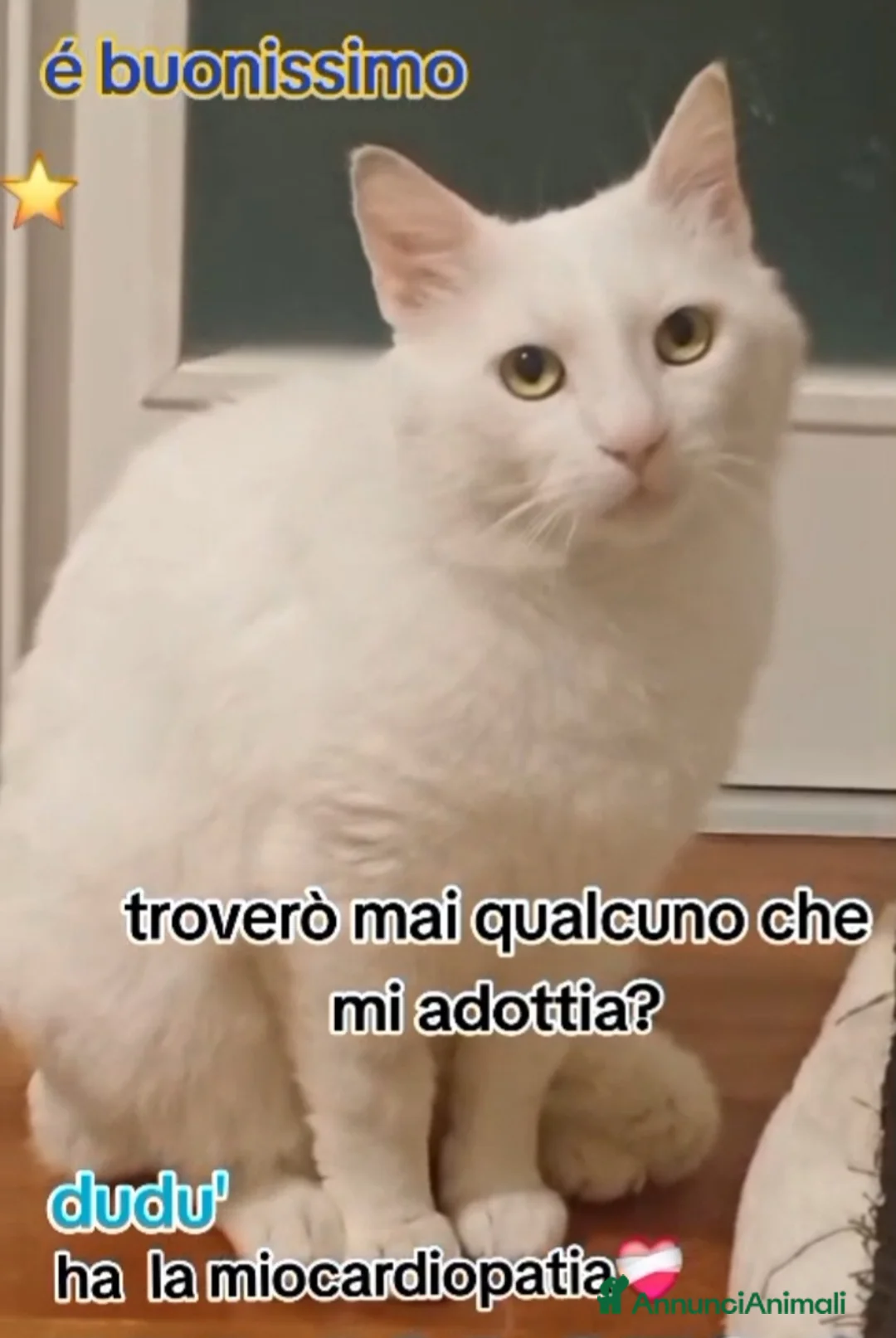 Europeo gatti in regalo: Dudu micio bianco 2anni ADOZIONE DEL CUORE.ROMA a Città metropolitana di Milano - Annuncio 3