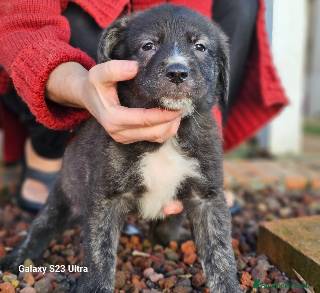 Meticcio cani in regalo: Cuccioli - Annuncio 3