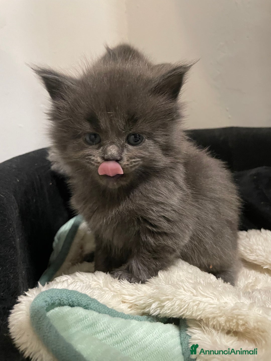 Maine Coon gatti in vendita: Mainecoon - Annuncio 19