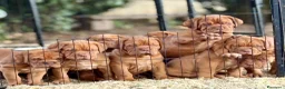 Dogue de Bordeaux cani in vendita: Dogue de Bordeaux CUCCIOLATA STRAORDINARIA  - Annuncio 37