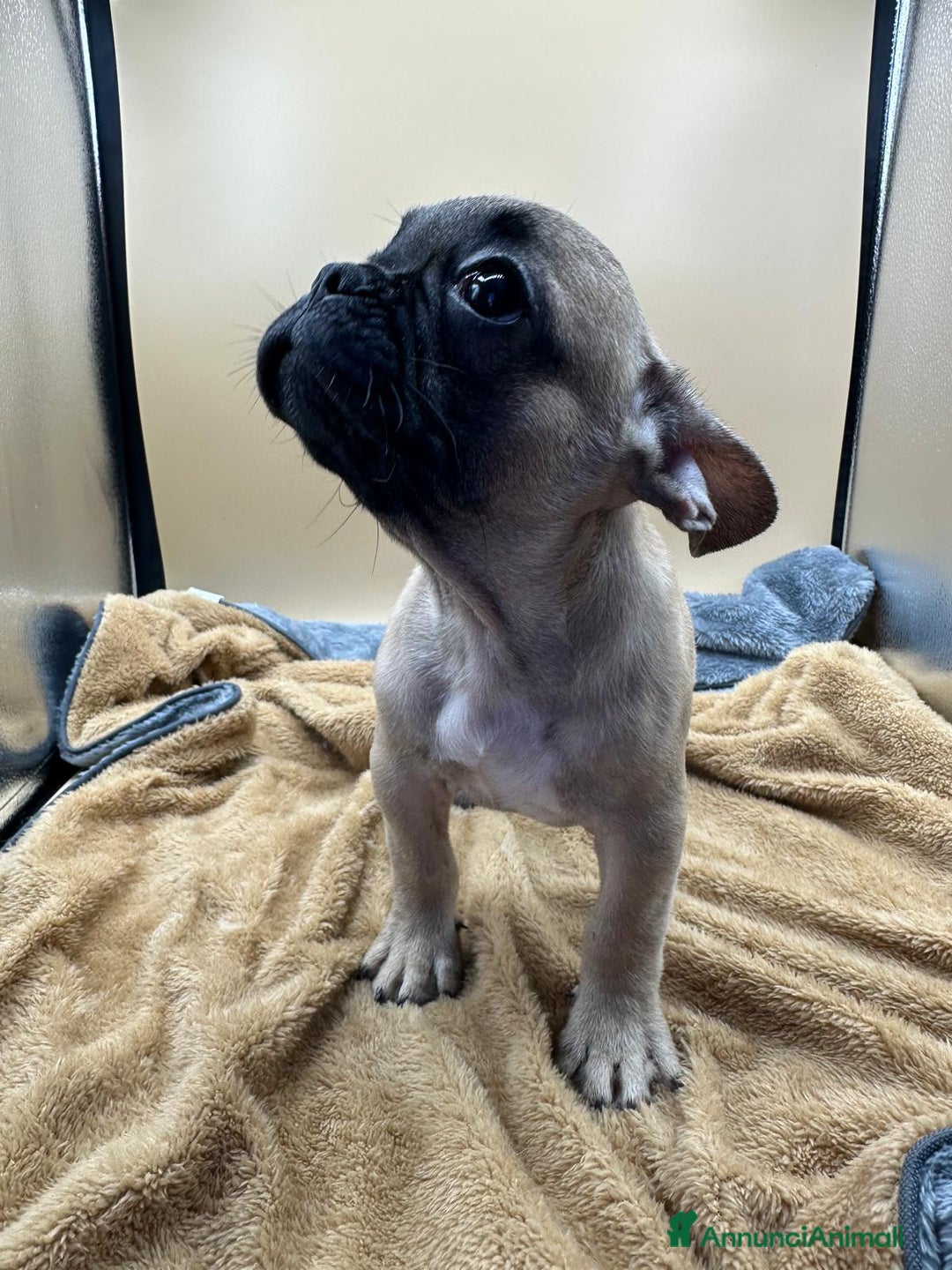 Bulldog Francese cani in vendita: Bouledogue Francese con Pedigree - Annuncio 3