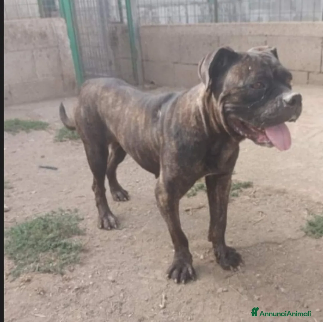 Meticcio cani in regalo: Molossa mix Pit/Corso tigrata triste in box.SALERN a Città metropolitana di Milano - Annuncio 2