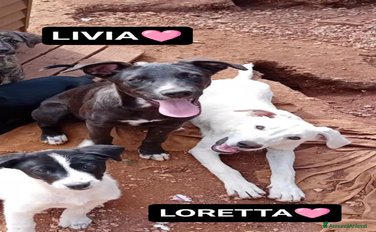 Altre razze cani - Annuncio 3