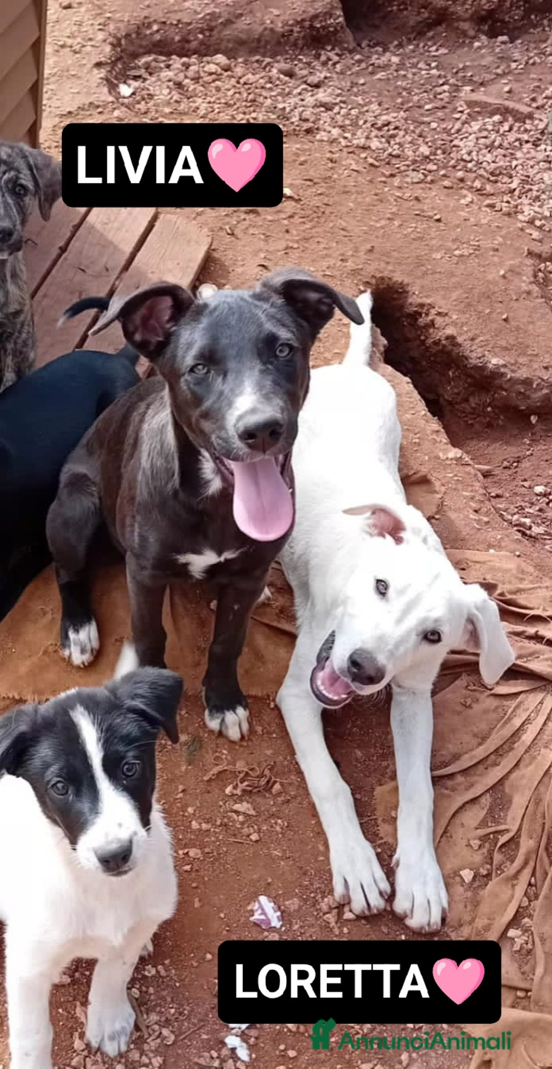 Altre razze cani in regalo: livia e loretta - Annuncio 1
