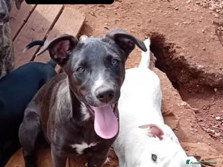 Altre razze cani livia e loretta - Annuncio 35