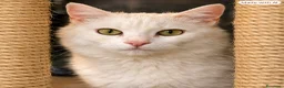 Meticcio gatti in regalo: Sarabi, la regina! - Annuncio 3