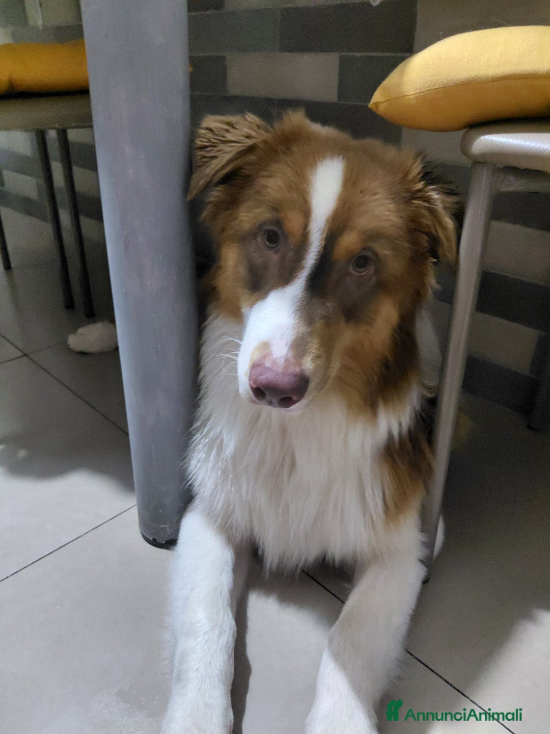 Australian Shepherd cani per accoppiamento: Pastore australiano  - Annuncio 28