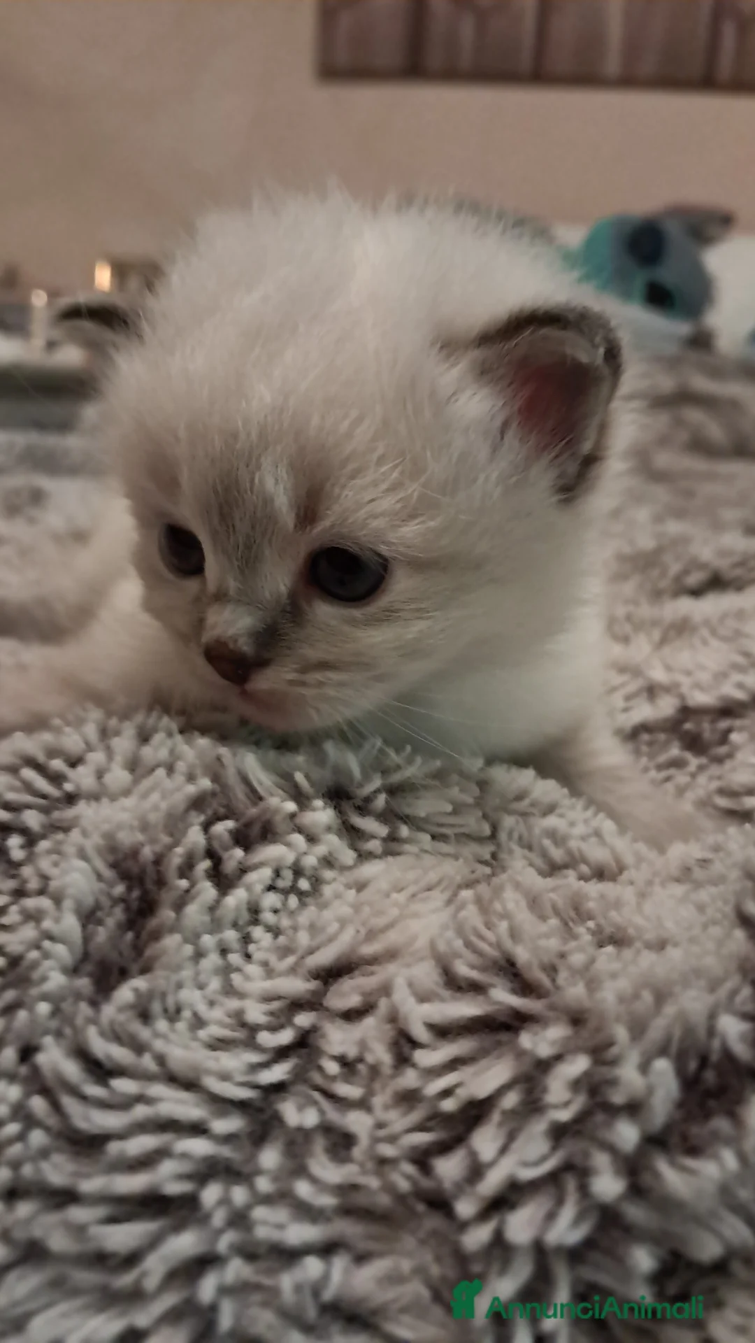 Siberiano gatti in vendita: Cucciola Siberiana neva  - Annuncio 6