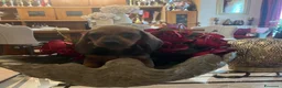 Bassotto cani in vendita: Cucciolo bassotto kaninchen/nano - Annuncio 16