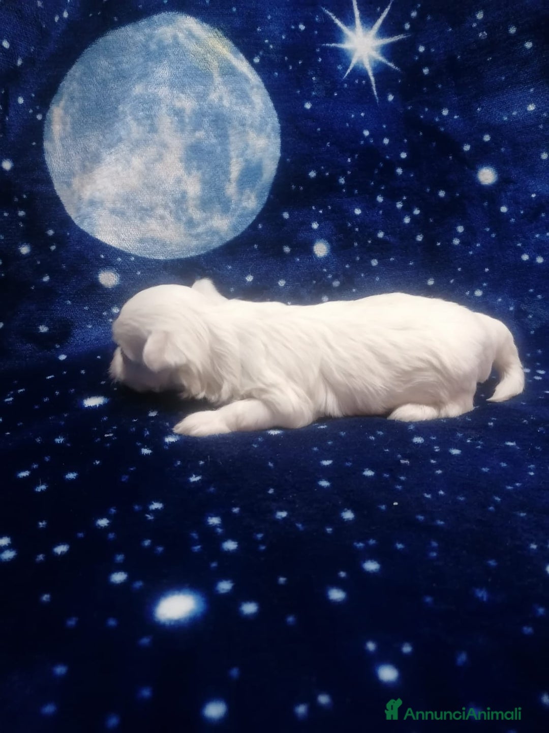 Maltese cani in vendita: Maltese cuccioli - Annuncio 7