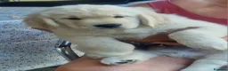 Golden Retriever cani in vendita: Golden retriever pronta consegna  - Annuncio 5
