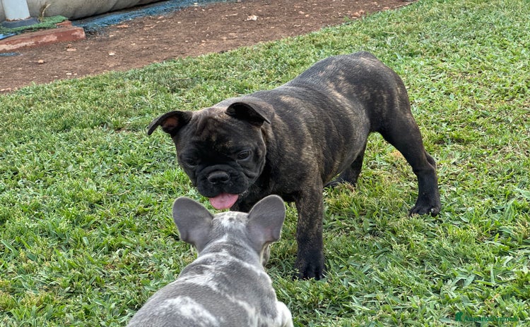 Bulldog Francese cani a Città metropolitana di Milano - Annuncio 12