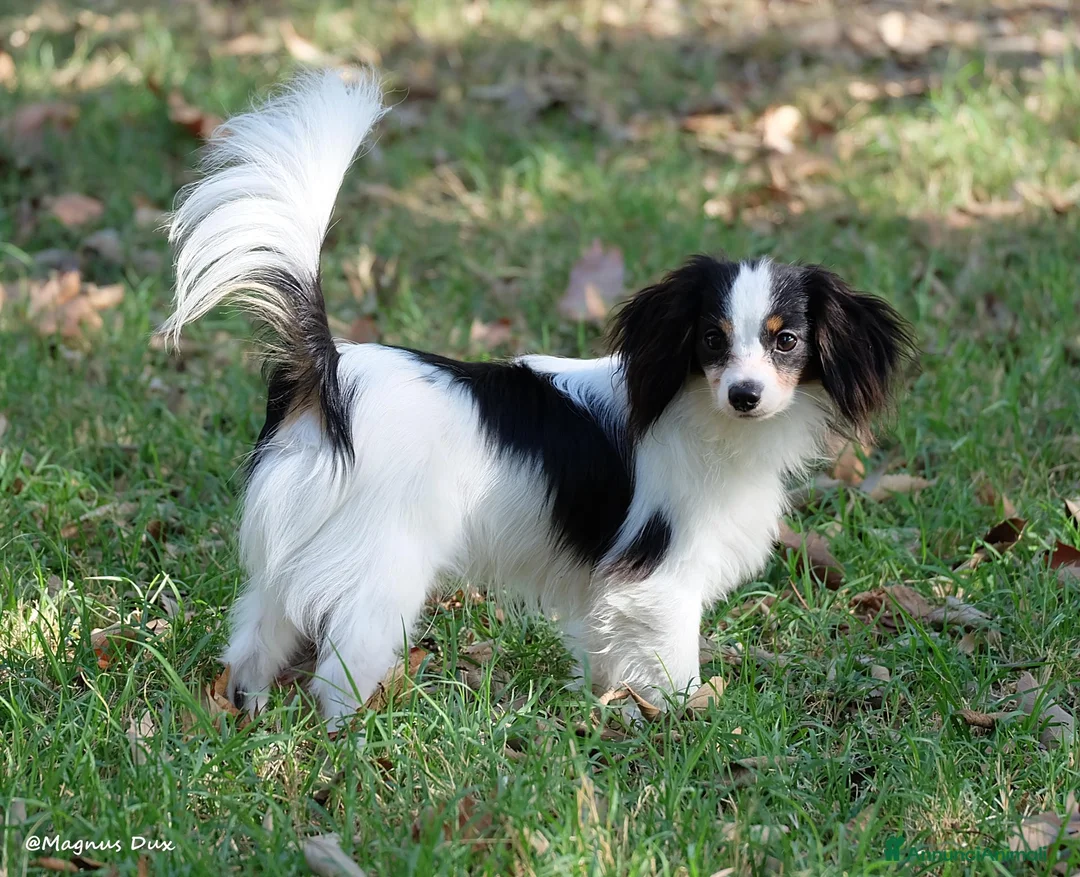 Papillon cani in vendita: Maschio di Phalène - Annuncio 1