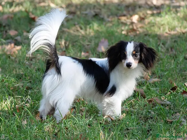Papillon cani in vendita: Maschio di Phalène - Annuncio 1