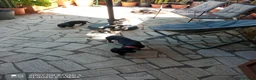 Bassotto cani in vendita:  cuccioli di bassotto in vendita  a Città metropolitana di Roma Capitale - Annuncio 3