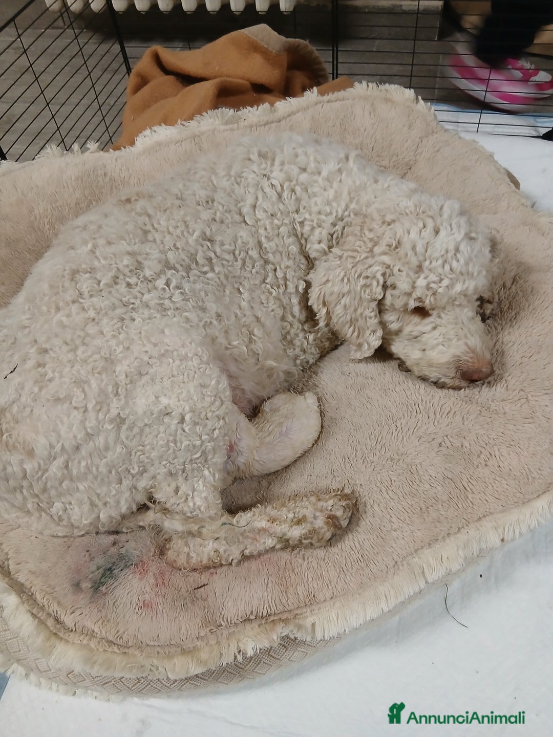 Meticcio cani in vendita: Cuccioli disponibili  - Annuncio 1