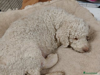 Meticcio cani Cuccioli disponibili - Annuncio 1