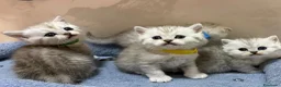 British gatti in vendita: Scottish fold sthrait  - Annuncio 4