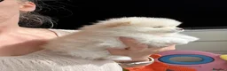 Volpino Pomerania cani in vendita: Splendidi cuccioli di Pomerania a Città metropolitana di Roma Capitale - Annuncio 13
