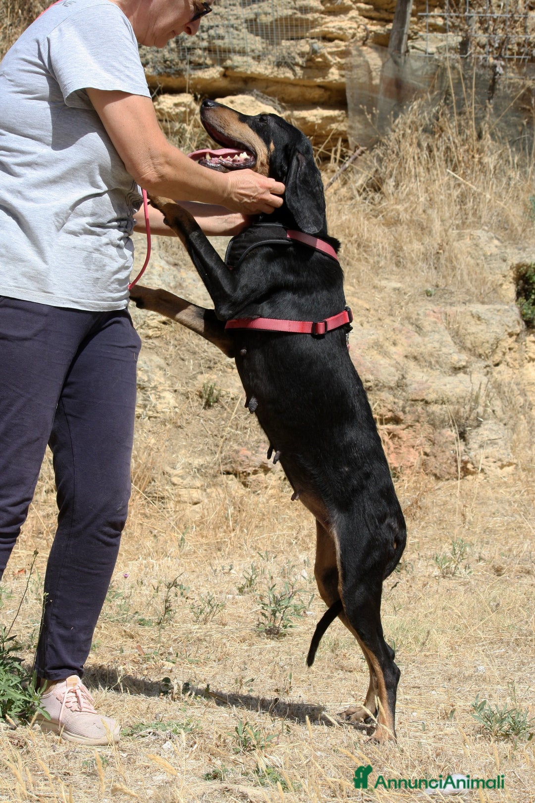 Meticcio cani in regalo: Bea in adozione - Annuncio 5