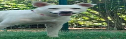 Meticcio cani in regalo: Luna dolcissima cucciolona di tg medio contenuta  - Annuncio 6