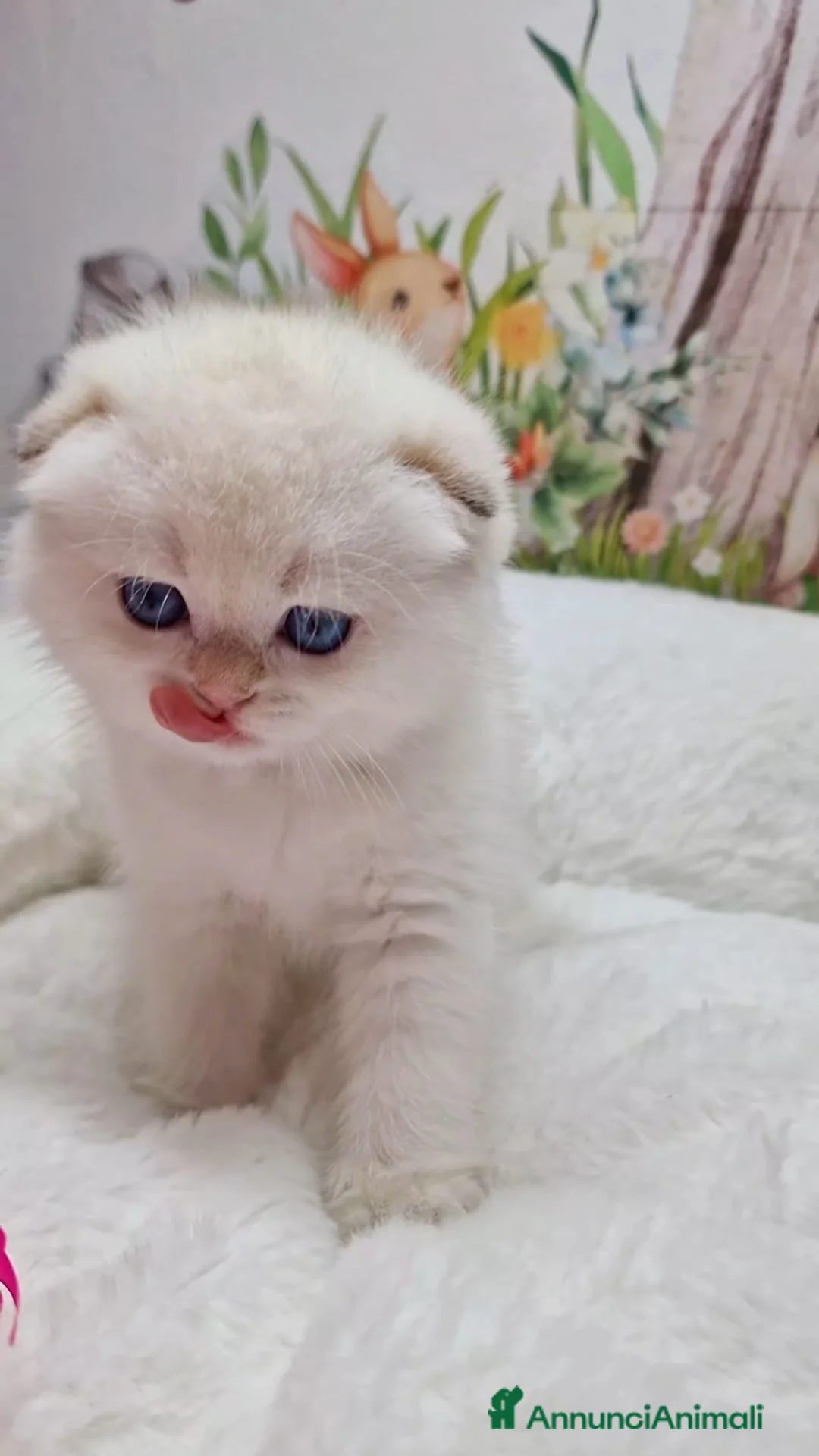 Scottish gatti in vendita: Scottish Fold e Straight  - Annuncio 6