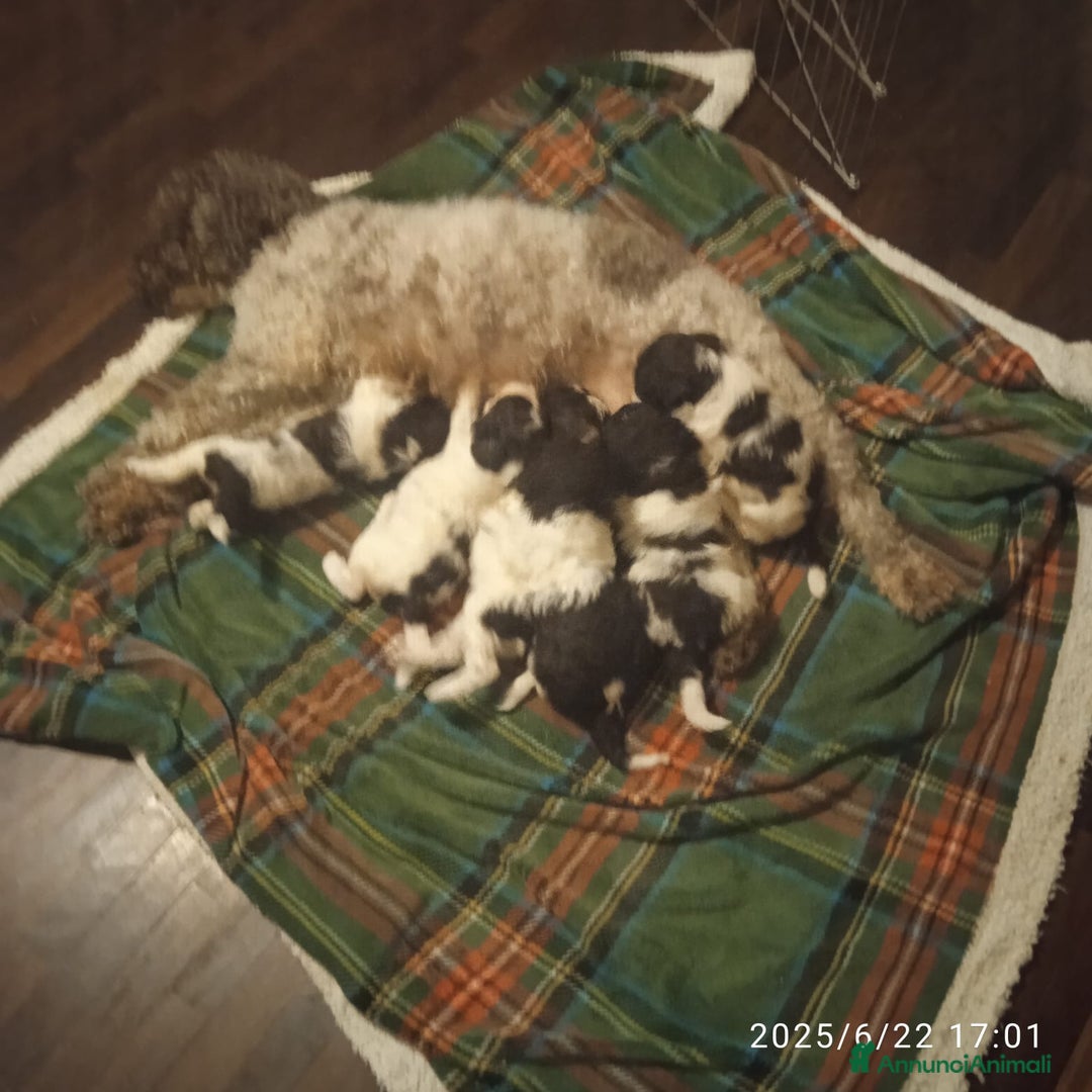 Lagotto cani in vendita: Vendo cuccioli di lagotto a Provincia di Fermo - Immagine 4