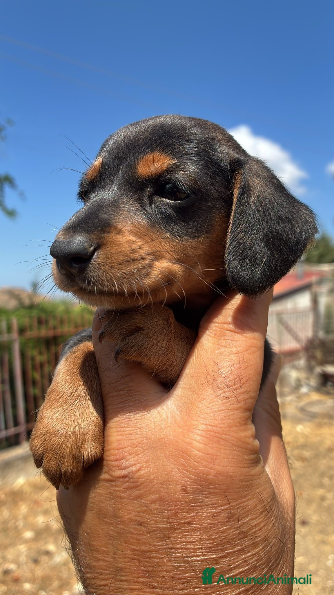 Bassotto cani Bassotto - Annuncio 26