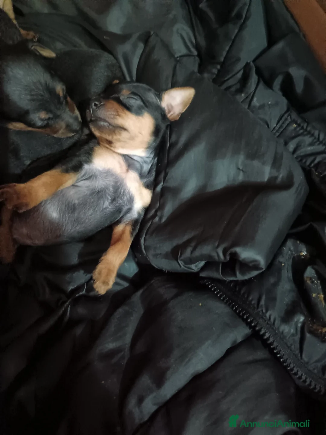 Pinscher Miniatura cani in vendita: Pinscher toy  - Annuncio 1