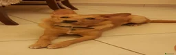 Meticcio cani in regalo: Mara cerca casa a Città Metropolitana di Napoli - Annuncio 3
