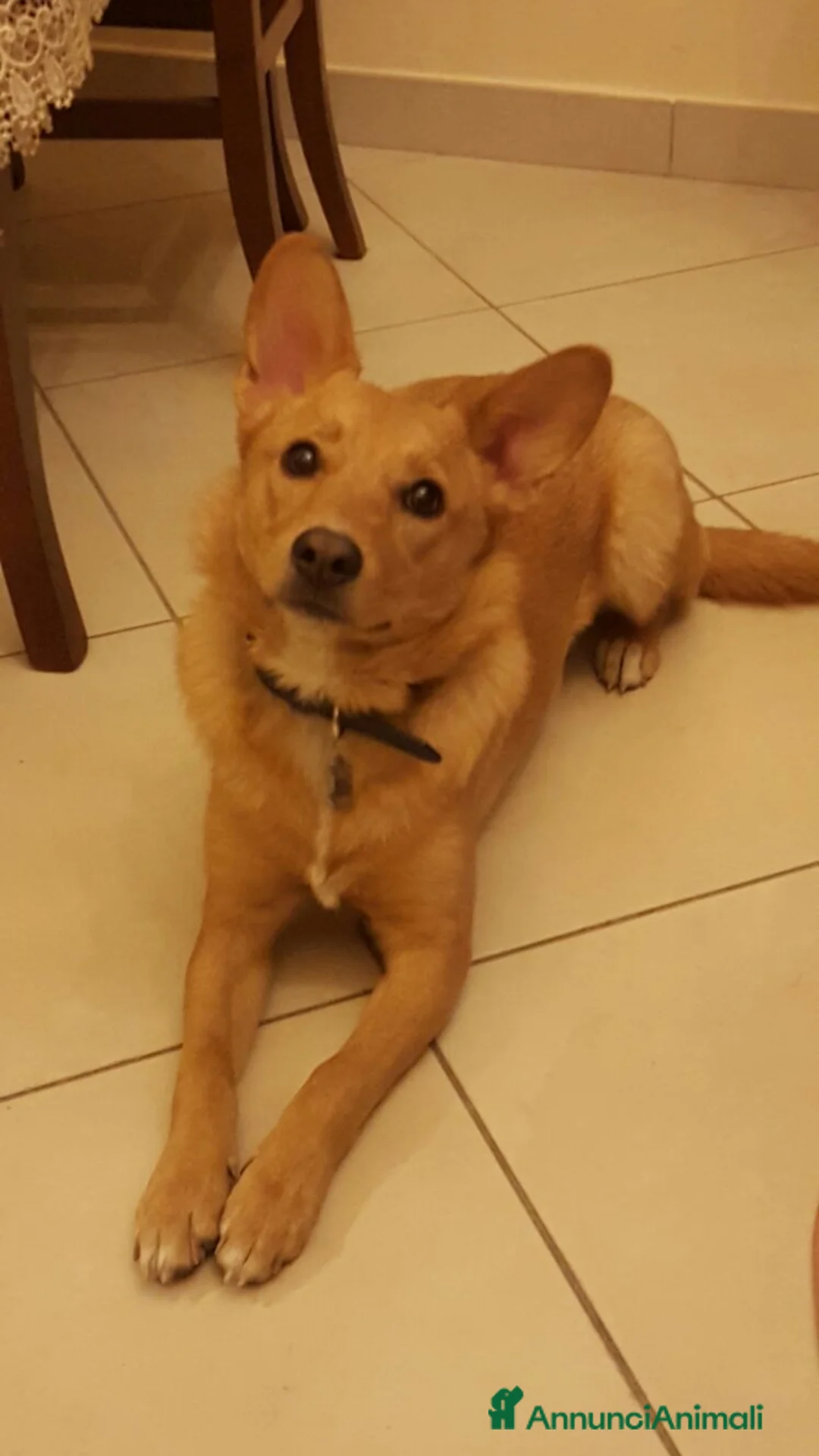 Meticcio cani in regalo: Mara cerca casa a Città Metropolitana di Napoli - Annuncio 3