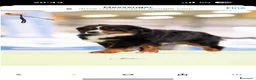 Bovaro del Bernese cani in vendita: Bovaro del Bernese femmina - Annuncio 2