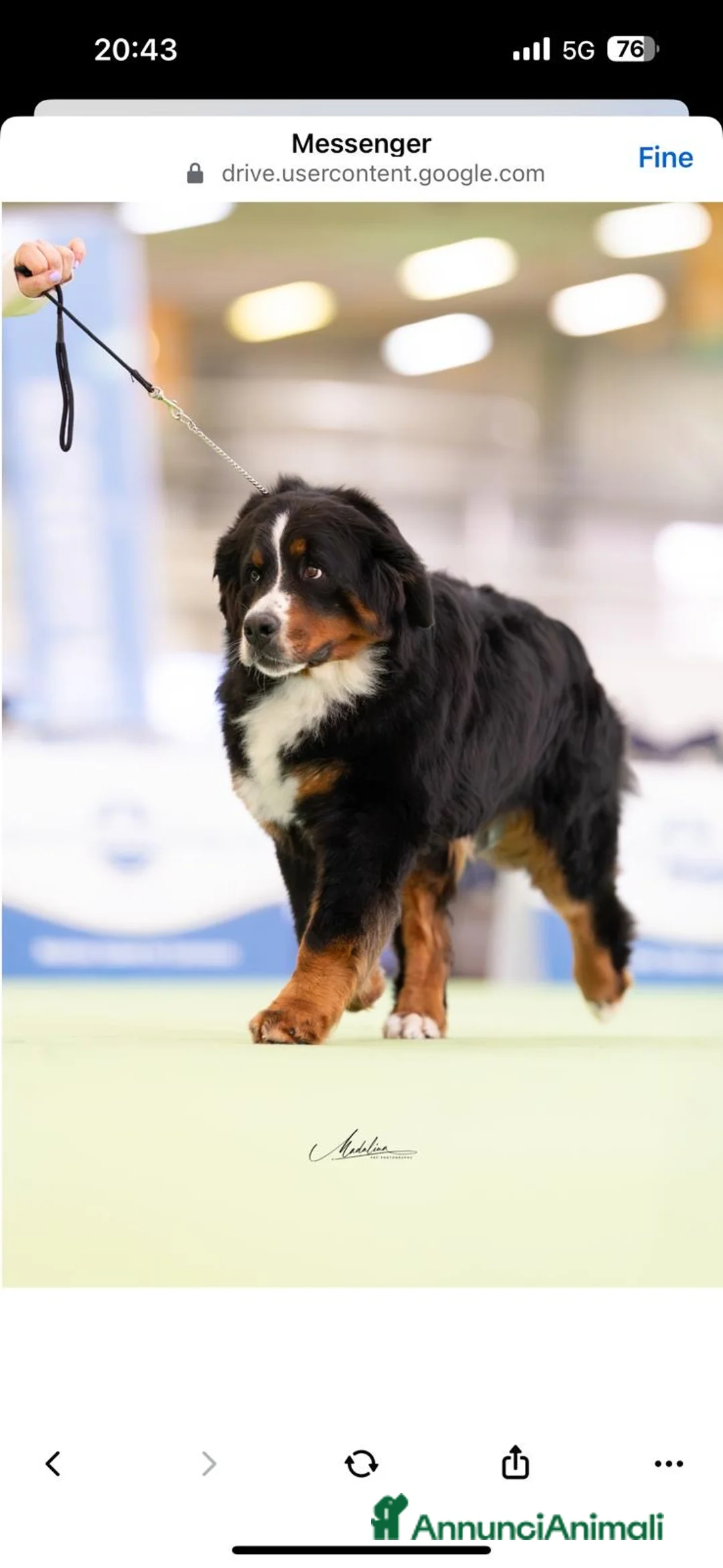 Bovaro del Bernese cani in vendita: Bovaro del Bernese femmina - Annuncio 2
