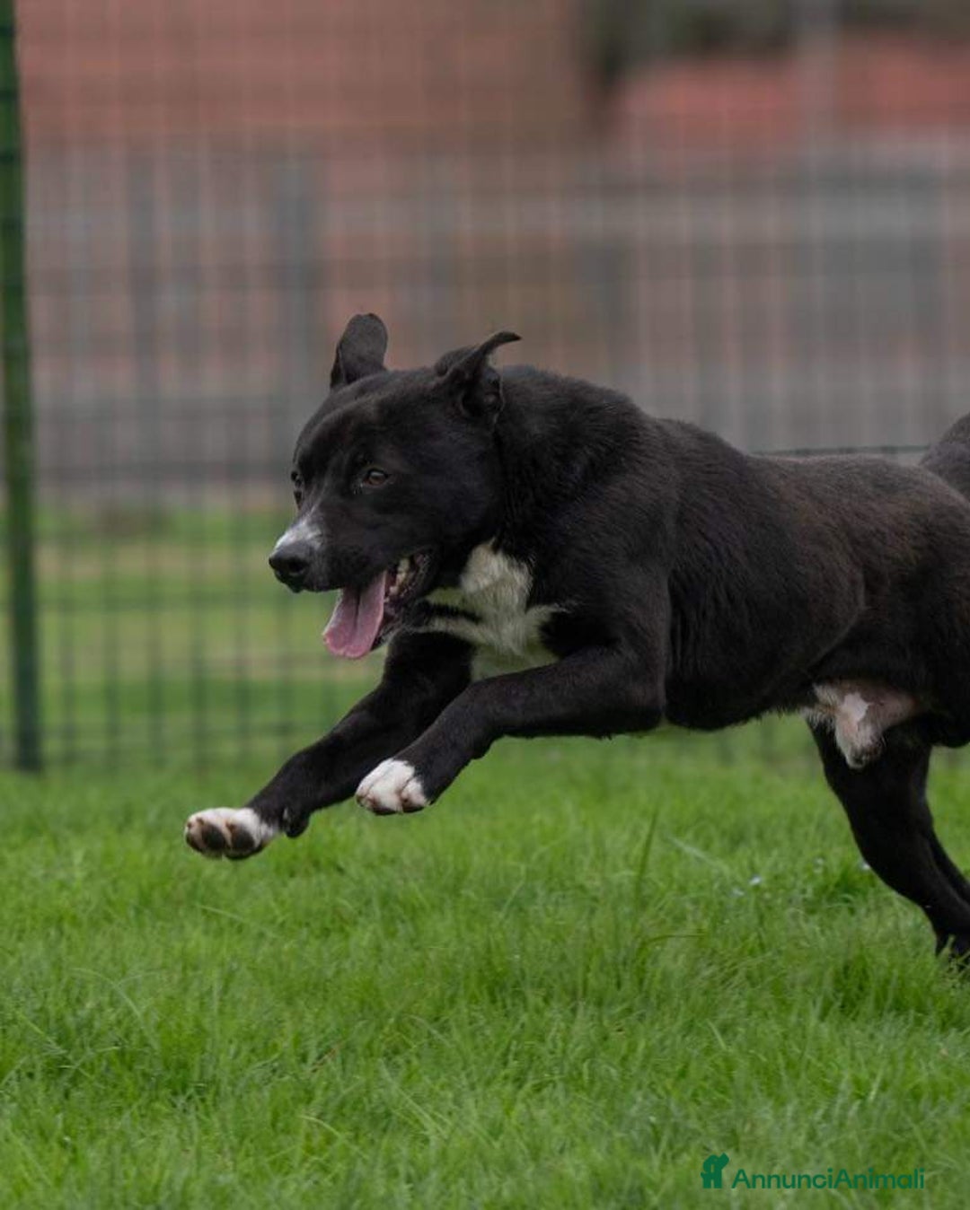 Meticcio cani in regalo: CICCIO, indipendente meticcio nero cerca casa a Città metropolitana di Milano - Immagine 10