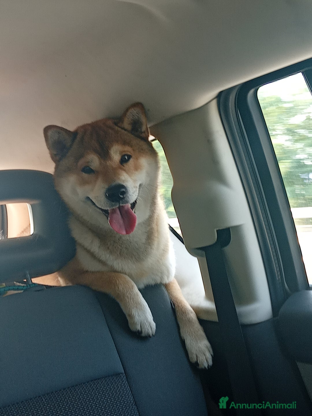 Shiba Inu cani per accoppiamento: YUKI CERCA FIDANZATA  - Annuncio 3