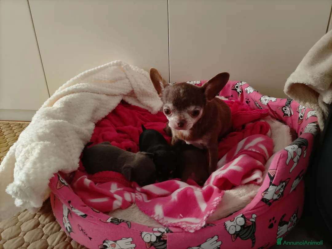 Chihuahua cani in vendita: Chihuahua con pedigree ENCI  - Annuncio 2