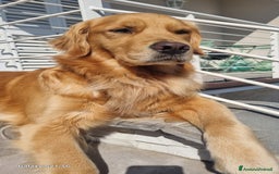 Golden Retriever cani in vendita: Cuccioli Golden Retriver Americani 100% a Provincia di Lucca - Immagine 2