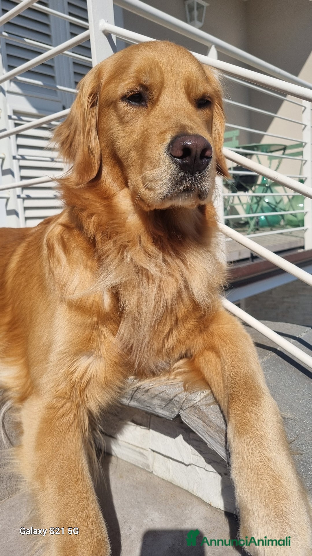 Golden Retriever cani in vendita: Cuccioli Golden Retriver Americani 100% a Provincia di Lucca - Immagine 2