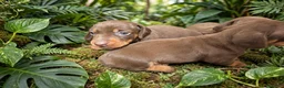 Bassotto cani in vendita: Bassotto tedesco con pedigree Enci  - Annuncio 4