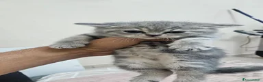 Scottish 5