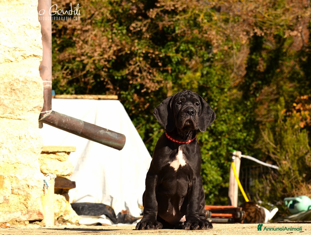 Alano cani in vendita: Alano femmina nera - Annuncio 6